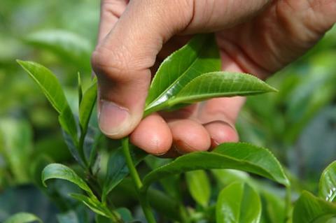 ᐅ ¿Sabes cómo y dónde se cultiva el té?
