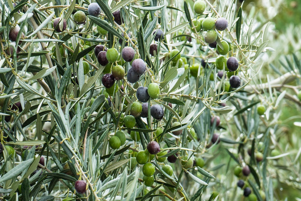 aceituna virgen extra