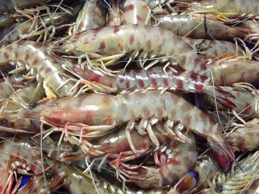 Langostino de Trasmallo