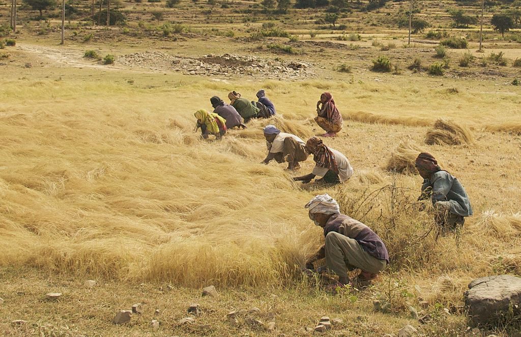 Campo de Teff: Son más sanos los granos ancestrales?