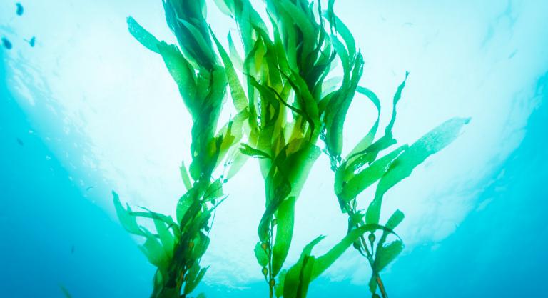 Propiedades de las algas marinas: la revolución