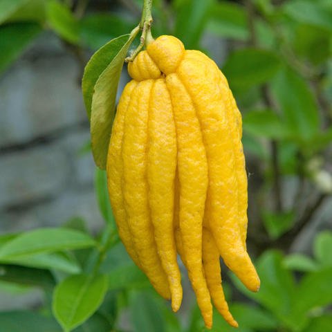 El gusto por lo exótico: limonero mano de Buda