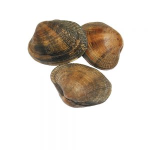 Tipos de almeja gallega