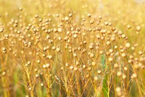 Conoces las propiedades de las semillas de lino? - Blog mentta