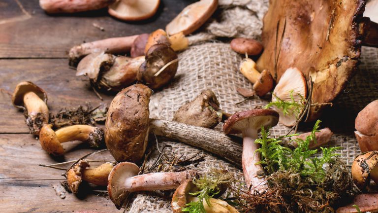 The 9 most popular types of mushrooms