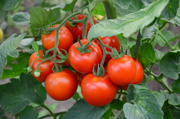 The properties of tomatoes that taste like tomatoes
