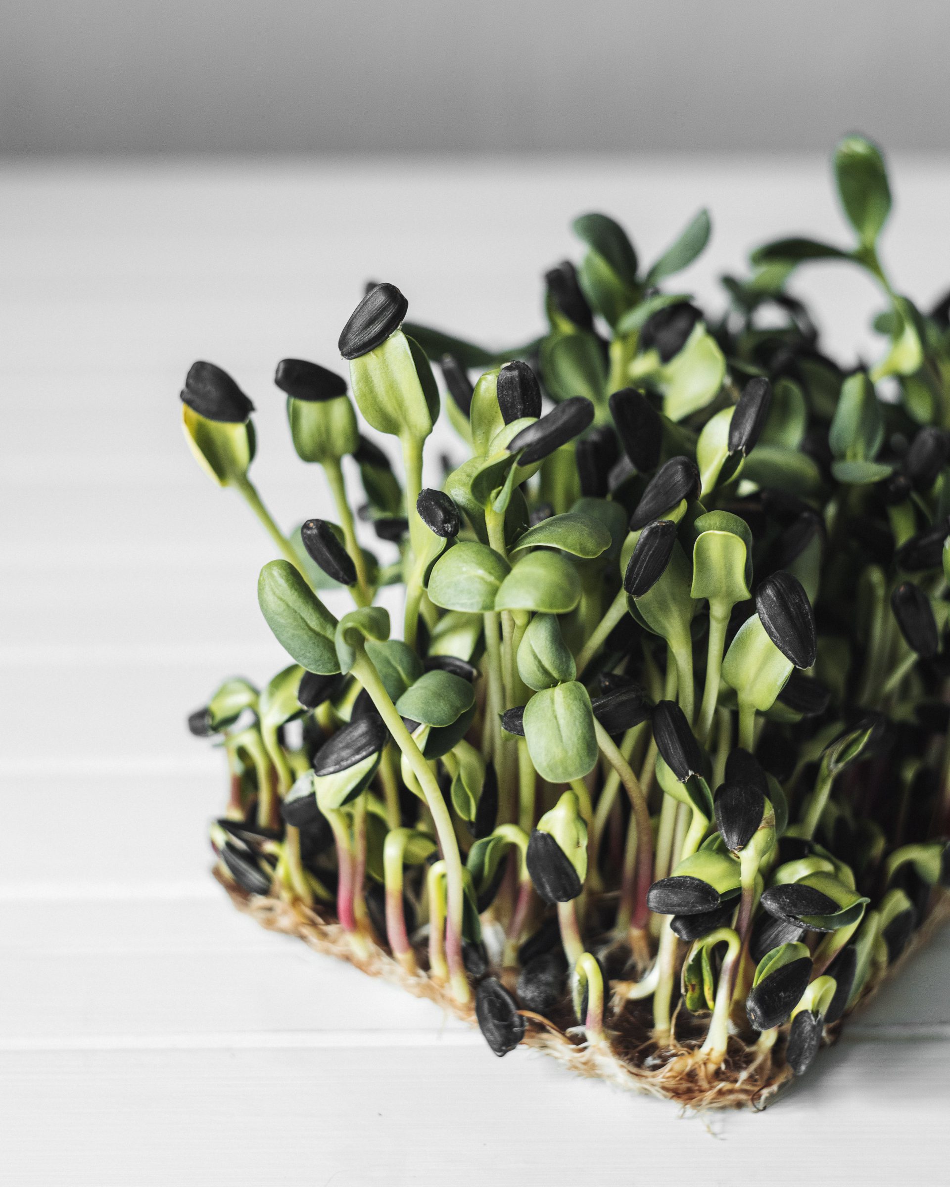 The world of microgreens: nutrition and flavour