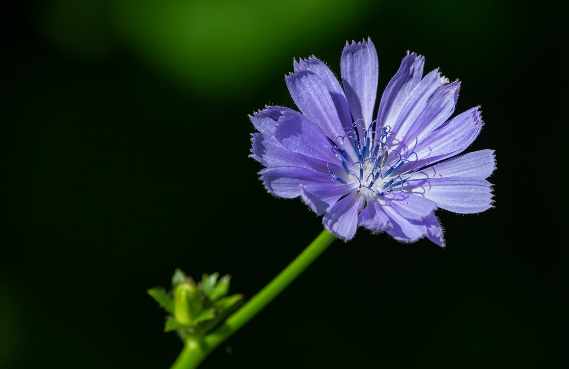 Discover the properties of chicory: a nutritional treasure.