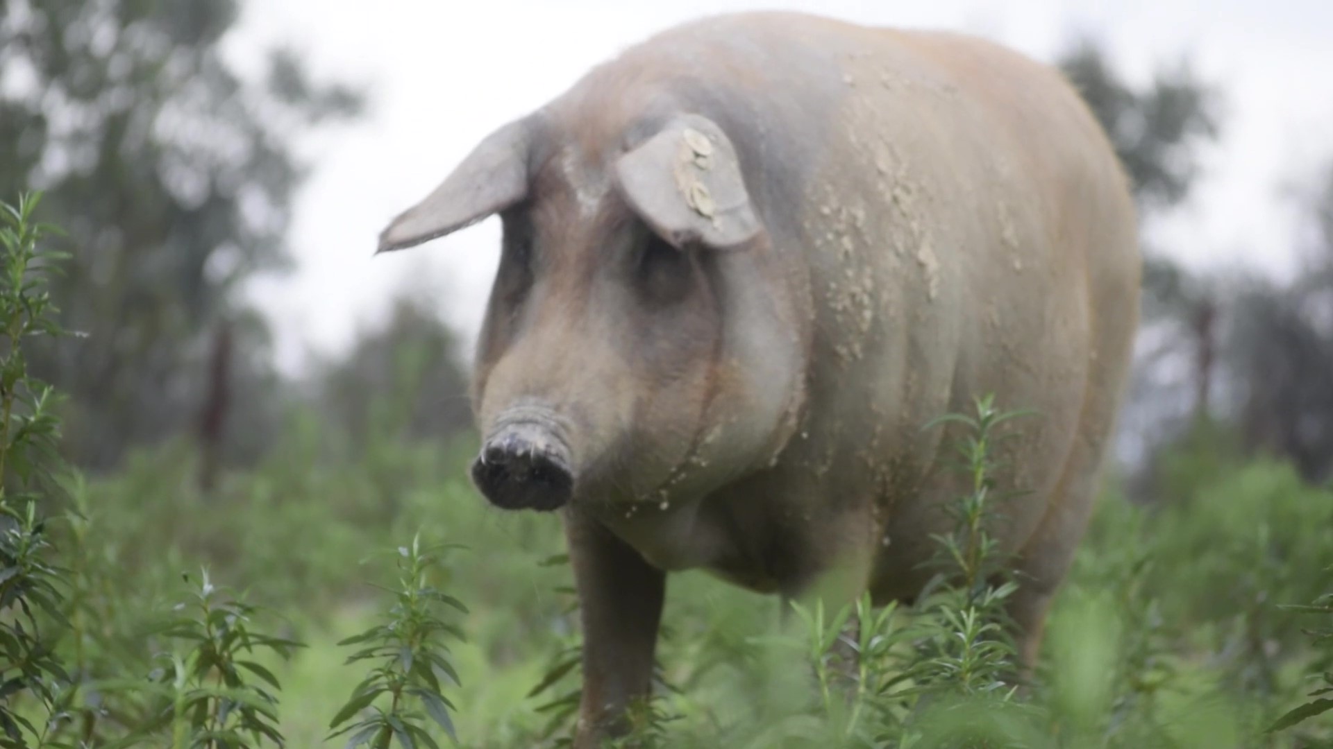 Ibéricos Casa la Abuela mentta